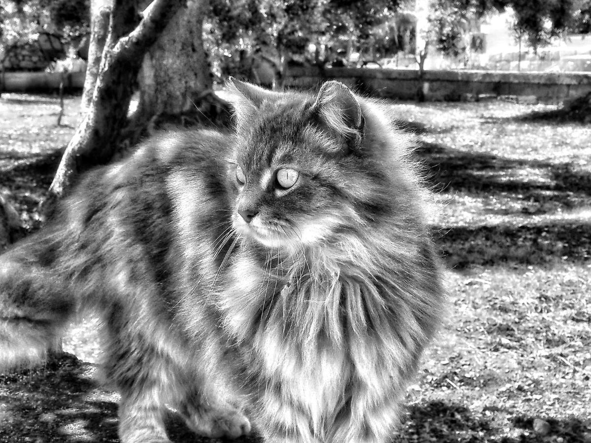La Cummersa Del Gatto Locorotondo Buitenkant foto