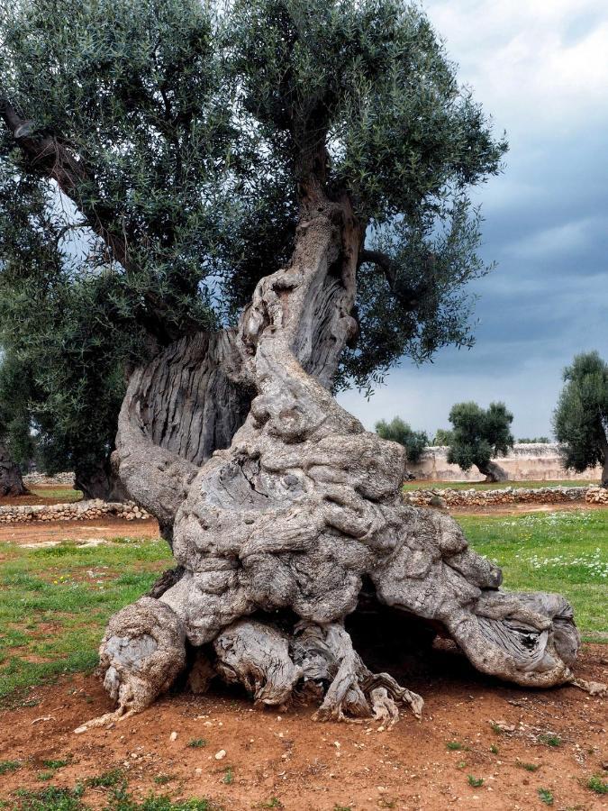 La Cummersa Del Gatto Locorotondo Buitenkant foto